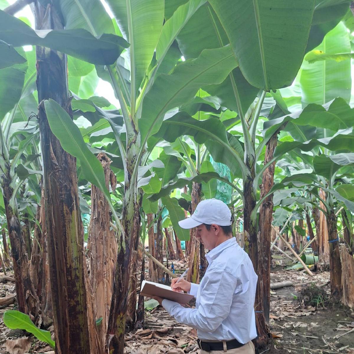 cacao-2